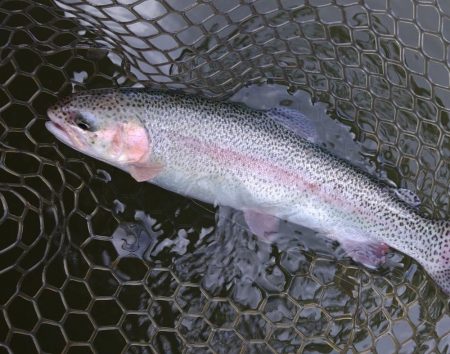 すれていない魚を探せ！ 大安トラウトレイク